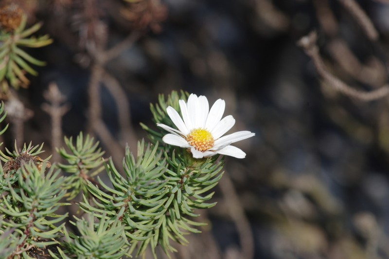 Eumorphia davyi photo 6