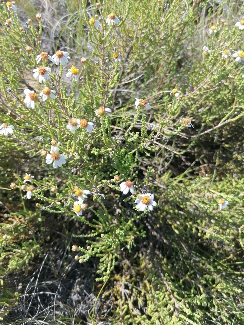 Eumorphia dregeana