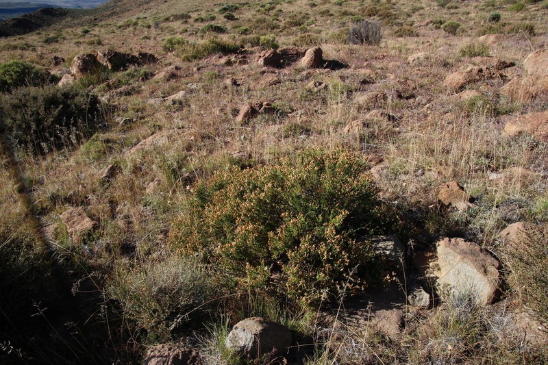 Eumorphia dregeana photo 3