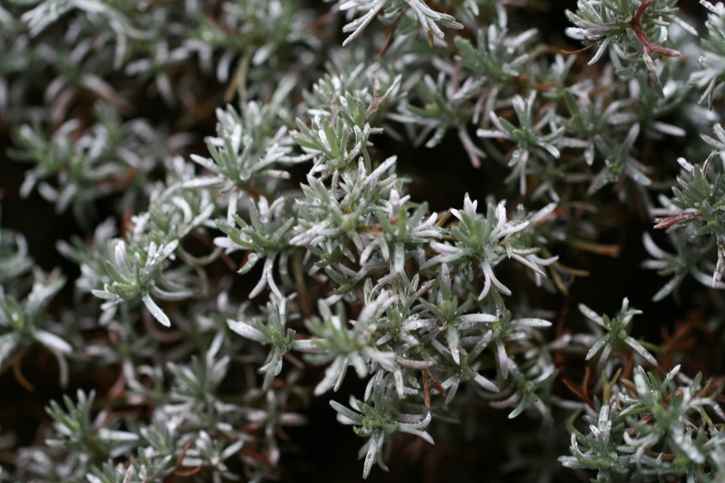 Eumorphia prostrata