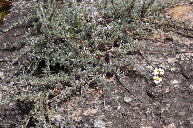 Eumorphia prostrata photo 2