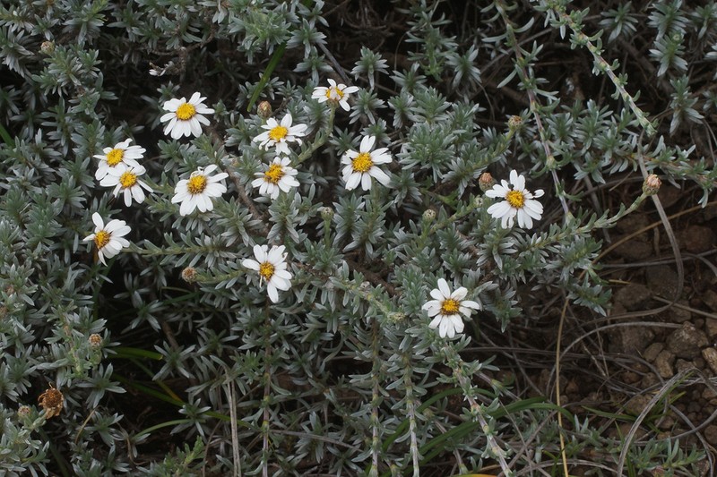 Eumorphia prostrata photo 3