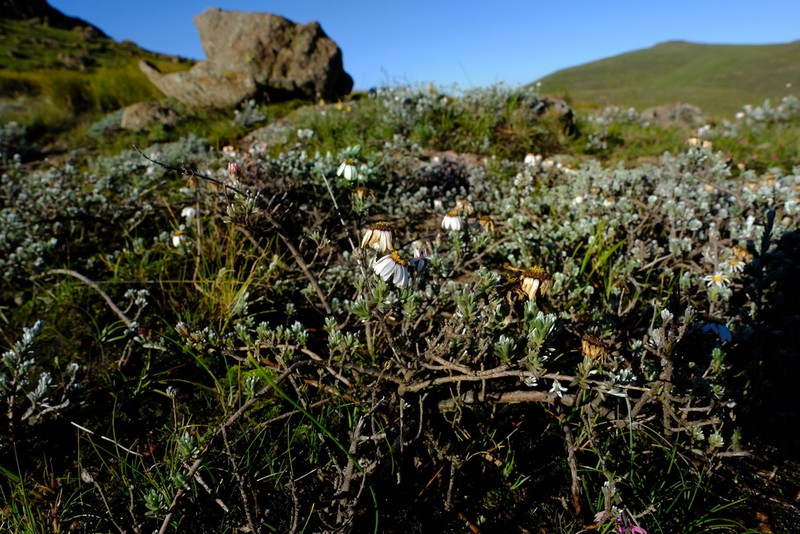Eumorphia prostrata photo 4