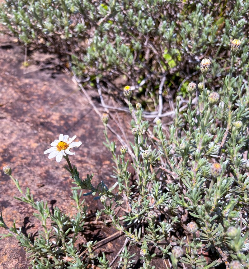 Eumorphia prostrata photo 5
