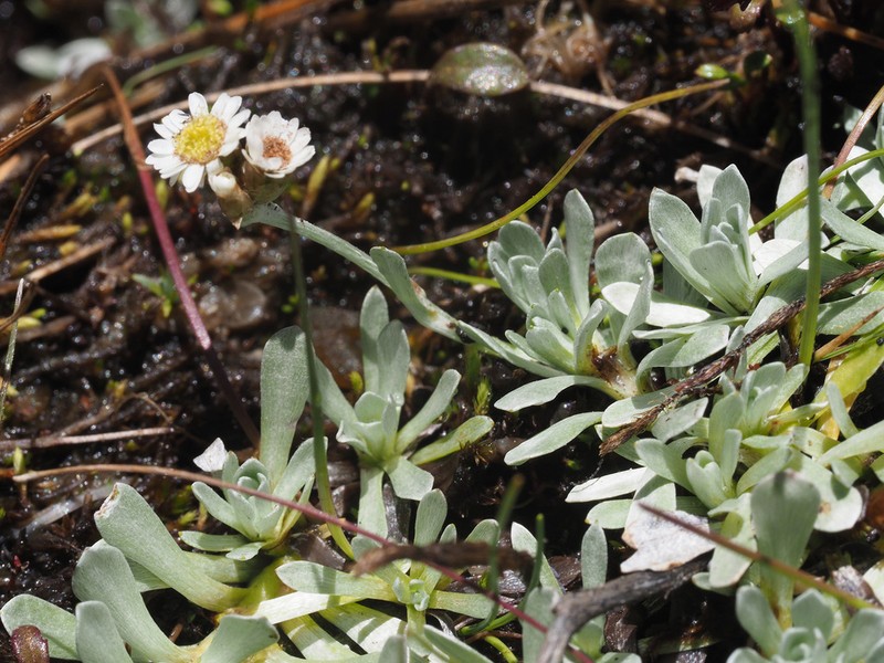 Eumorphia prostrata photo 6