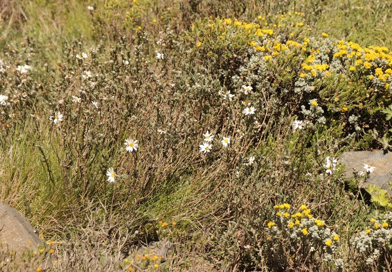 Eumorphia prostrata photo 7