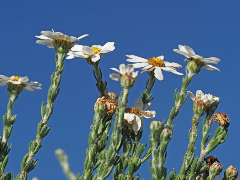 Eumorphia sericea