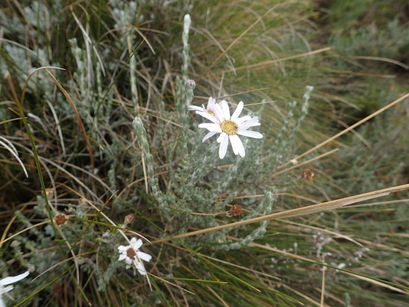 Eumorphia sericea photo 2