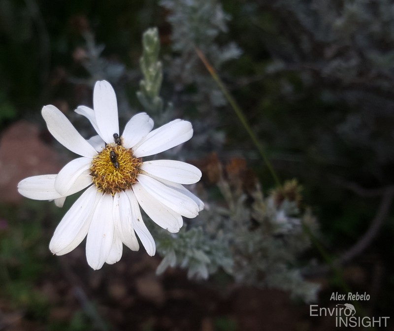 Eumorphia sericea photo 3