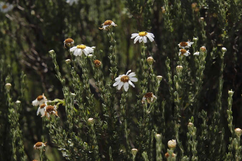 Eumorphia sericea photo 4