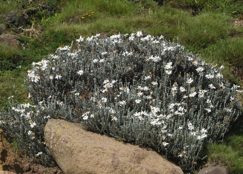 Eumorphia sericea photo 5