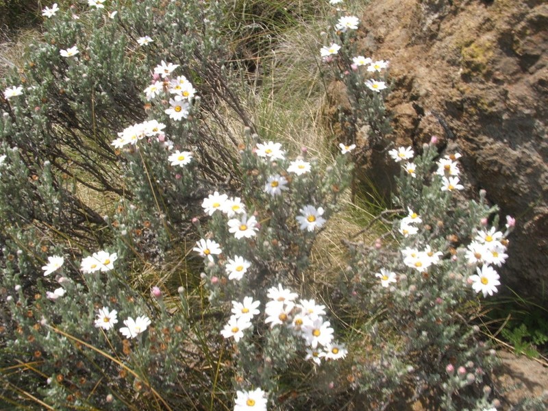 Eumorphia sericea photo 6