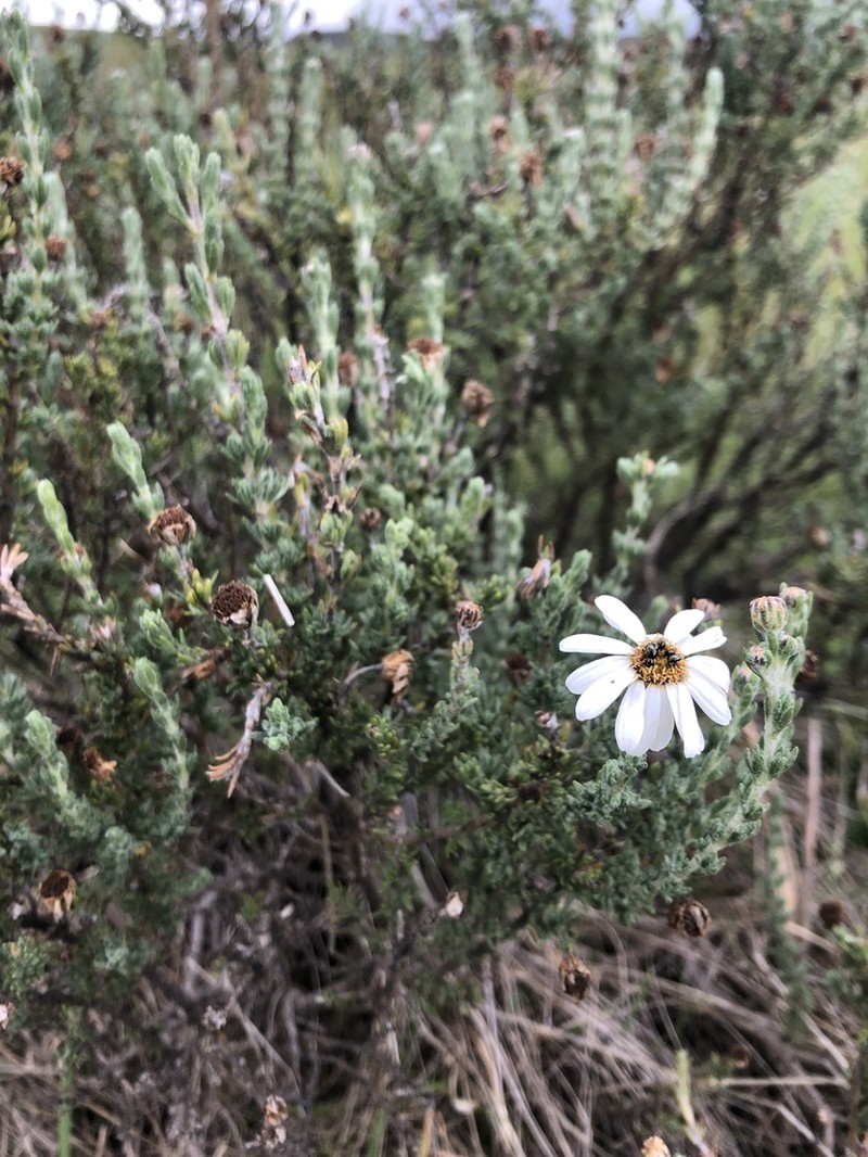 Eumorphia sericea photo 8