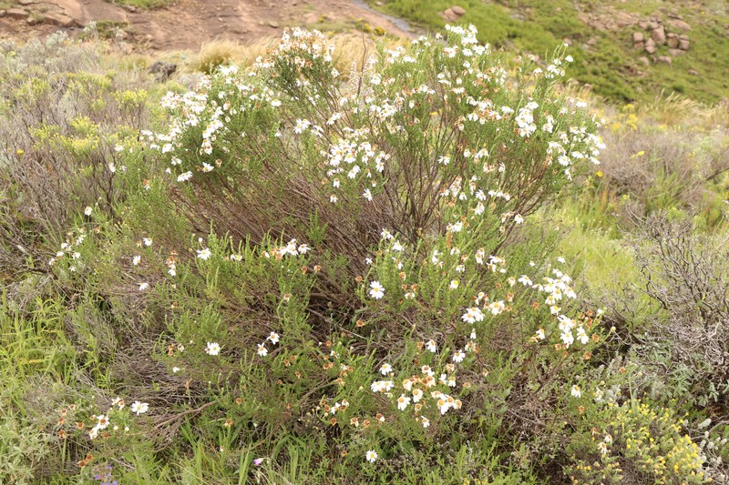 Eumorphia sericea subsp. robustior photo 2