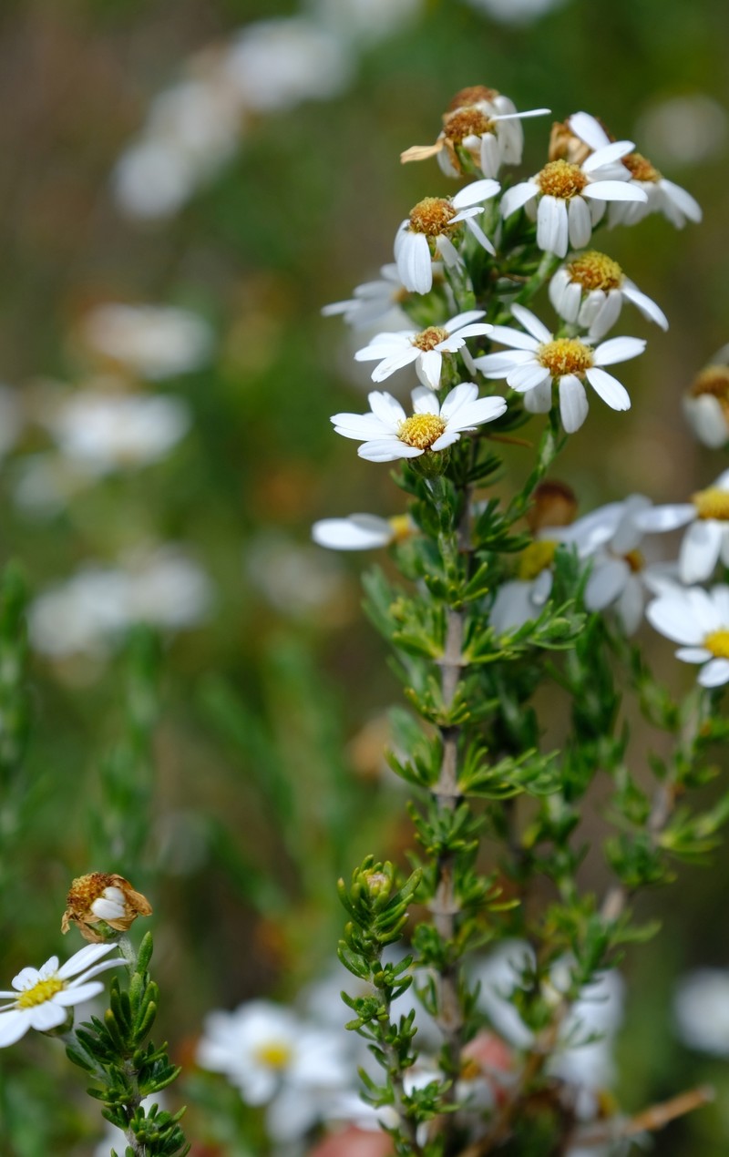 Eumorphia sericea subsp. robustior photo 3