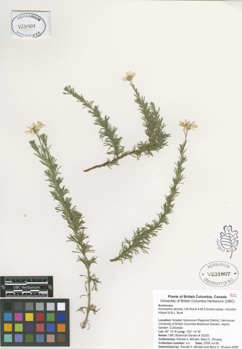 Eumorphia sericea subsp. robustior photo 4