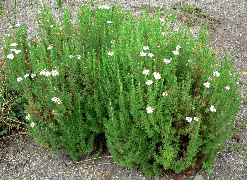 Eumorphia sericea subsp. robustior