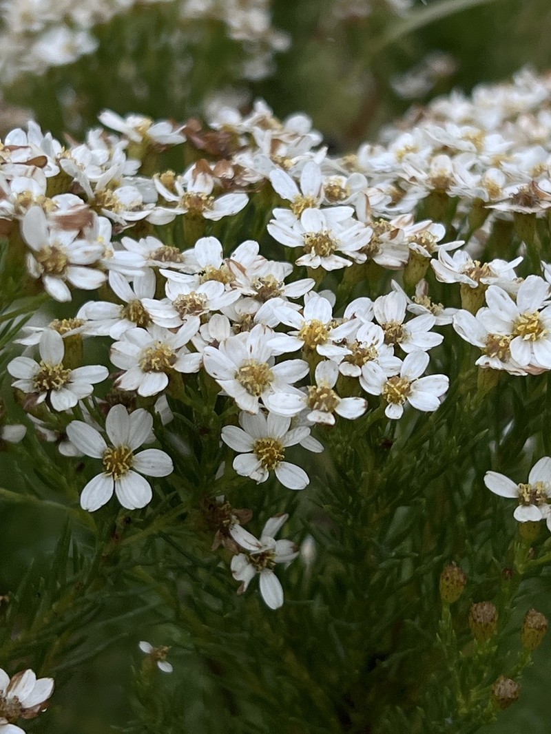 Eumorphia swaziensis