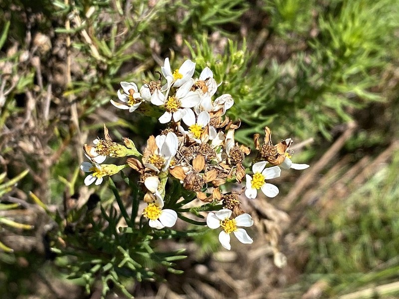 Eumorphia swaziensis photo 7