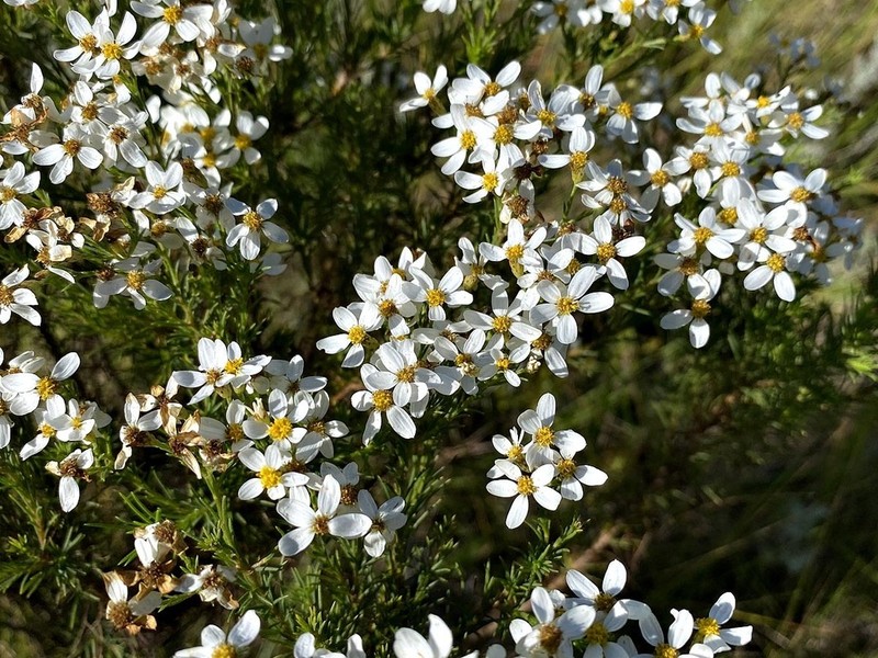 Eumorphia swaziensis photo 8