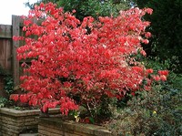Burningbush