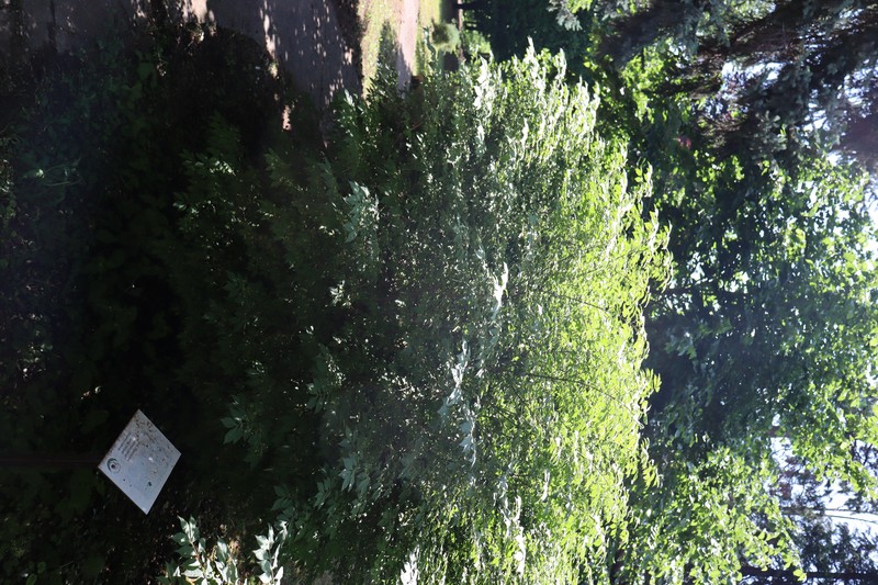 Burningbush photo 2