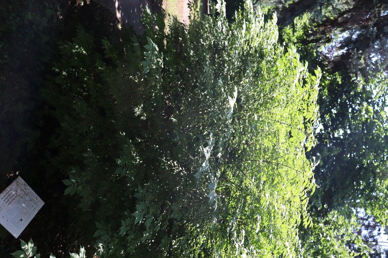 Burningbush photo 3