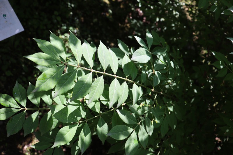 Burningbush photo 4