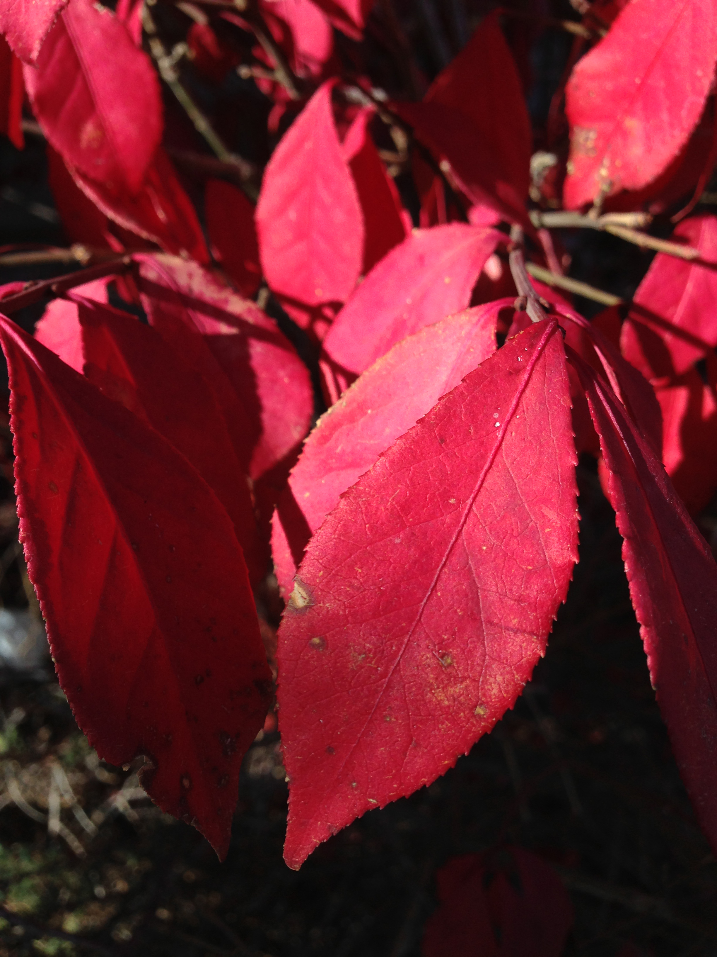 Burningbush photo 5