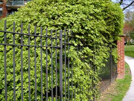 Burningbush photo 6