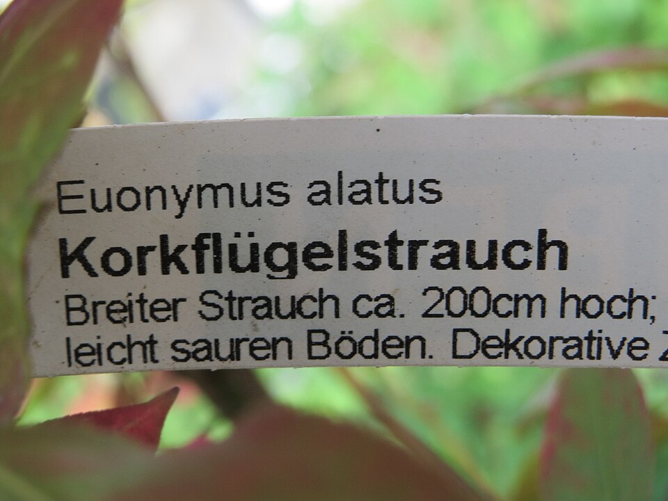 Burningbush photo 7