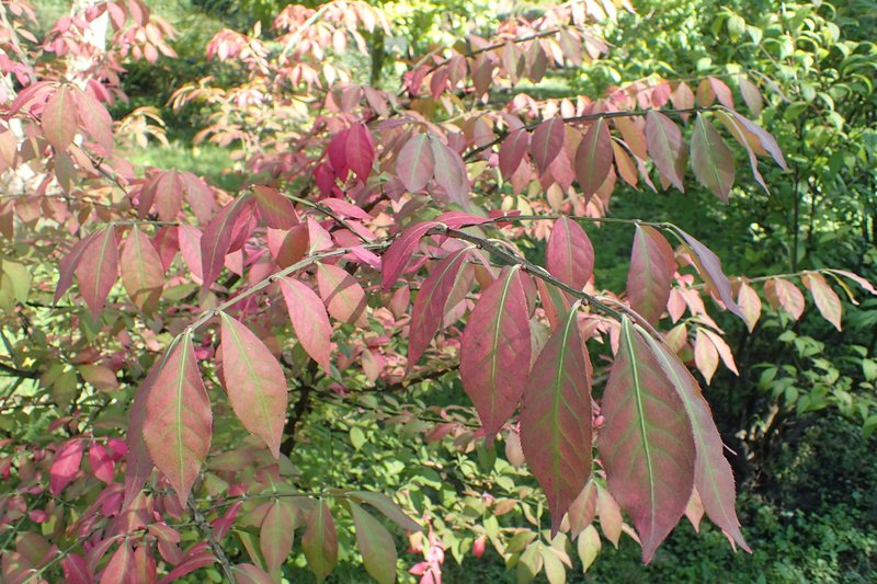 Burningbush photo 8