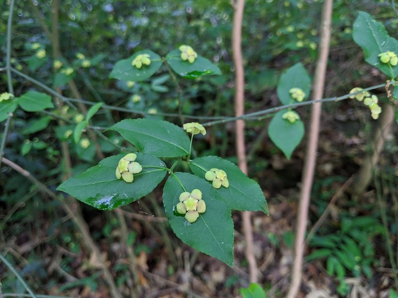 Bursting-Heart photo 4