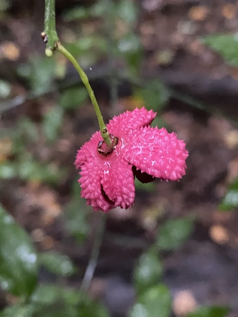 Bursting-Heart photo 5
