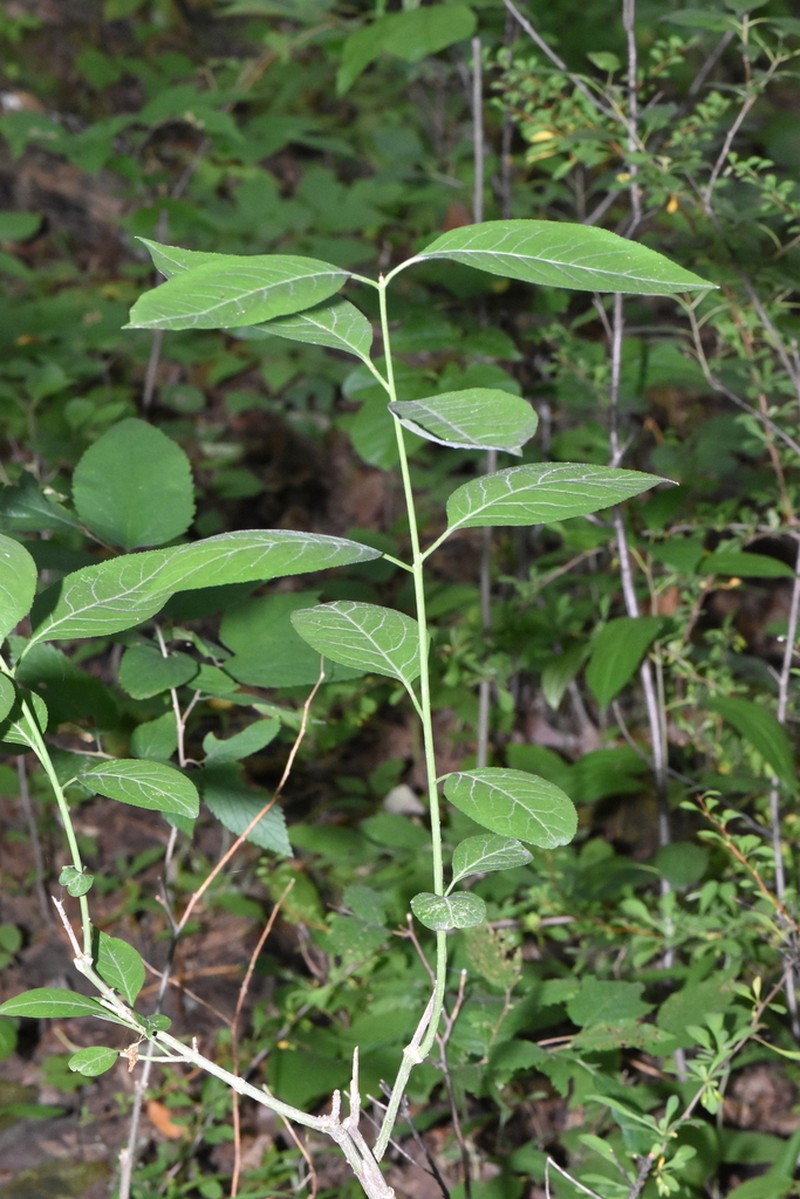 Burningbush photo 2