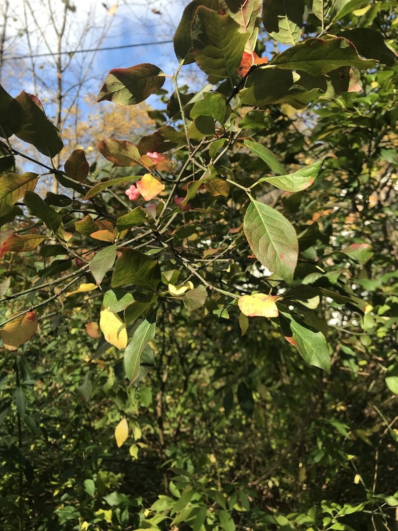 Burningbush photo 3