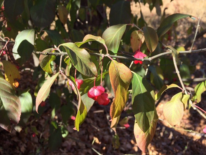 Burningbush photo 6