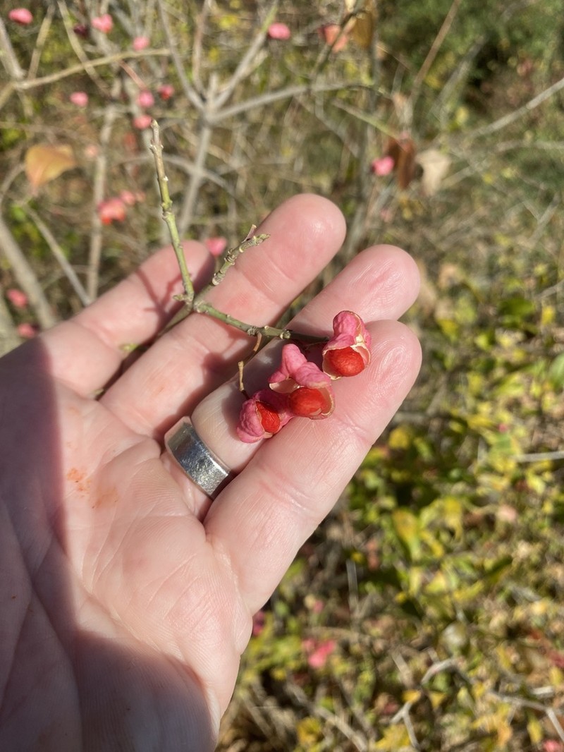 Burningbush photo 7