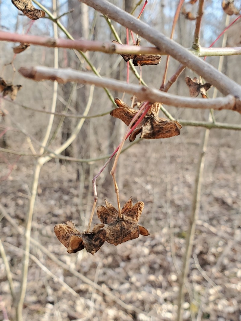 Euonymus atropurpureus var. atropurpureus photo 2