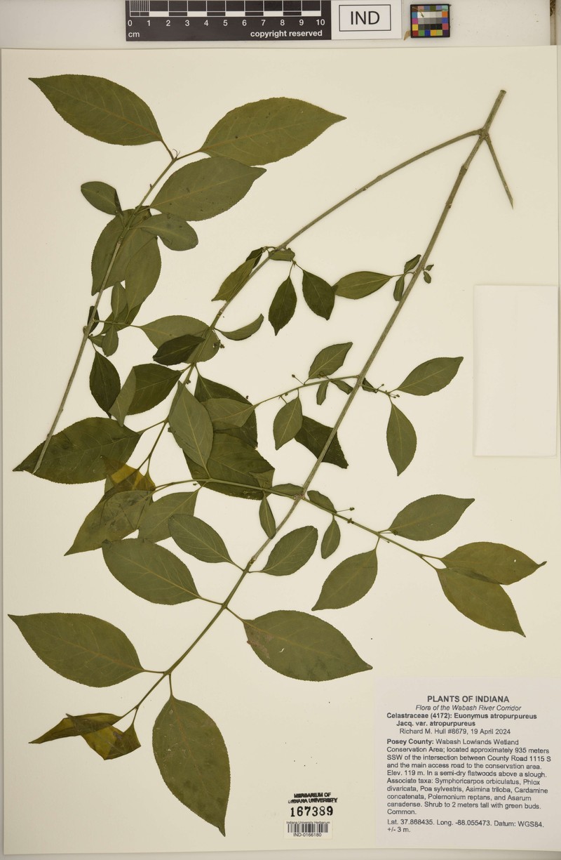 Euonymus atropurpureus var. atropurpureus photo 3