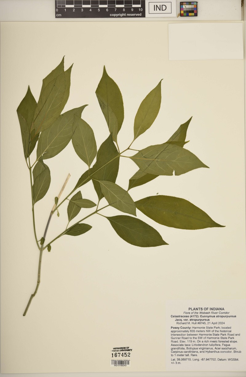 Euonymus atropurpureus var. atropurpureus photo 4