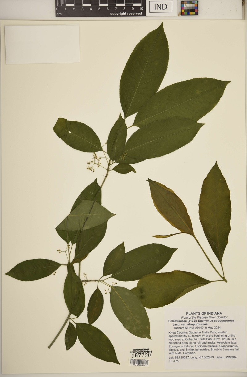 Euonymus atropurpureus var. atropurpureus photo 5