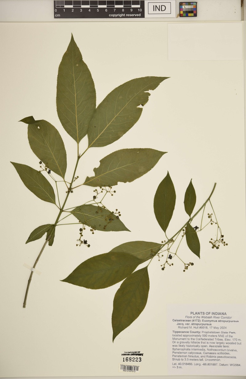 Euonymus atropurpureus var. atropurpureus photo 6