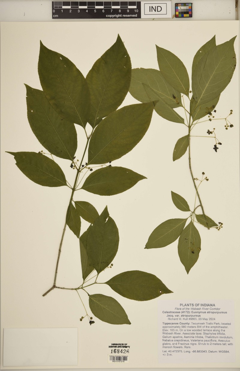 Euonymus atropurpureus var. atropurpureus photo 7