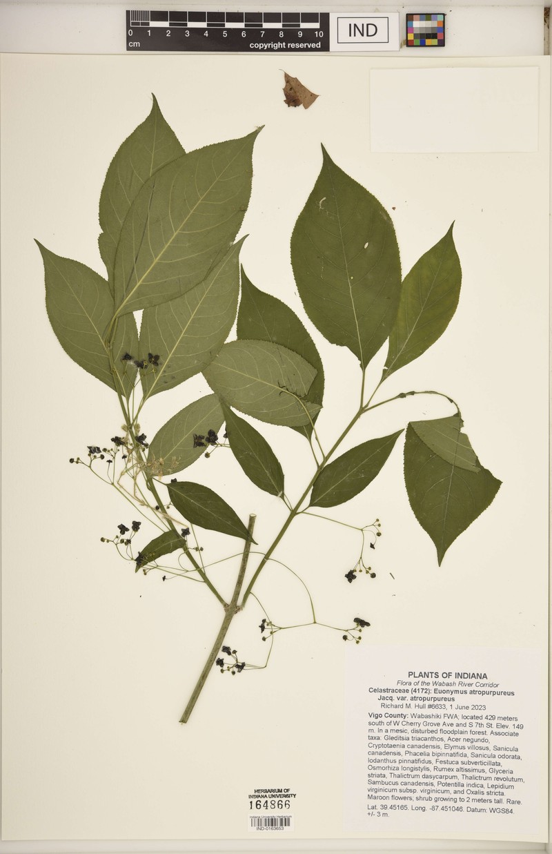 Euonymus atropurpureus var. atropurpureus photo 8