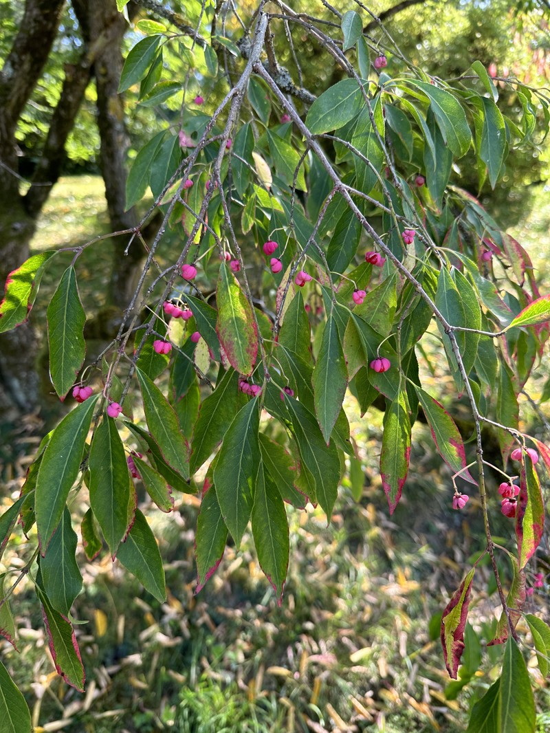 Winterberry Euonymus photo 2