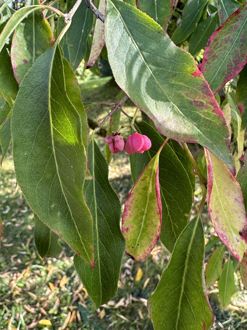 Winterberry Euonymus photo 3