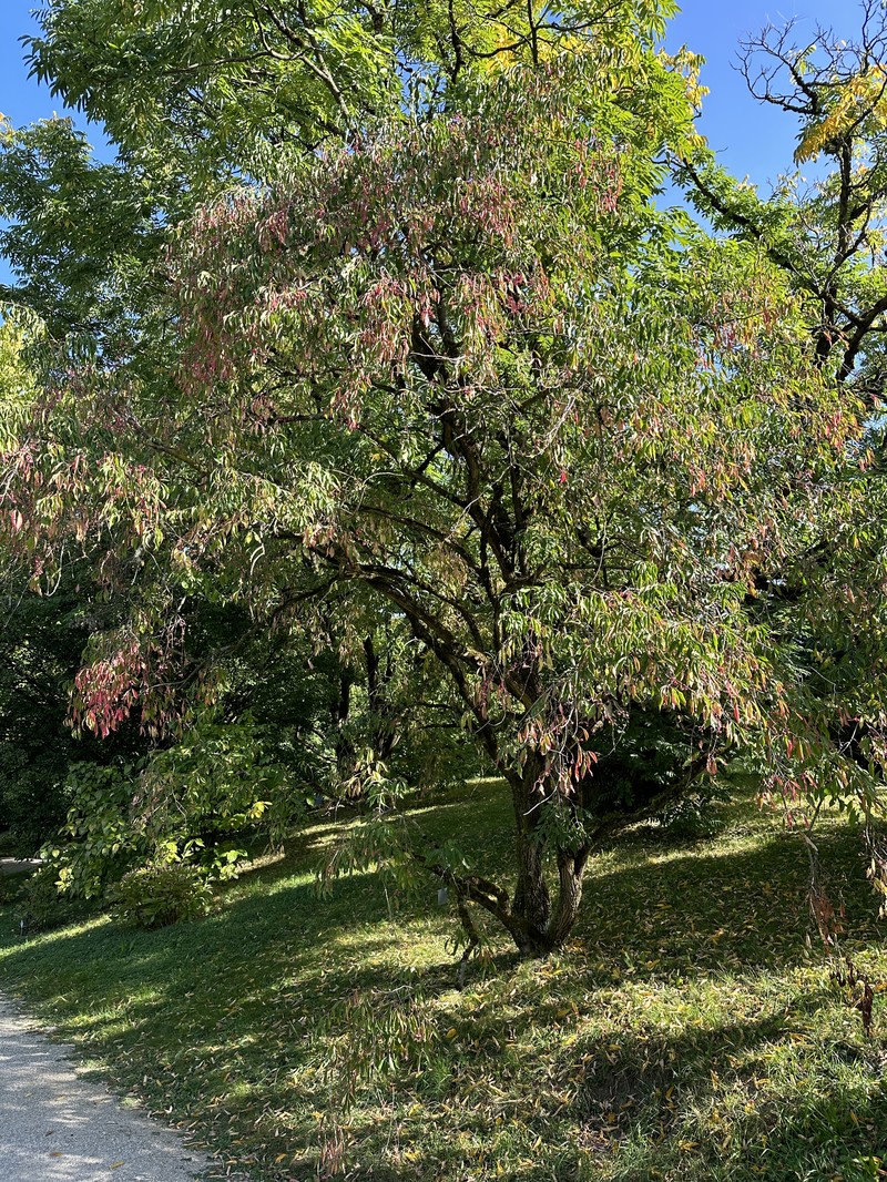Winterberry Euonymus photo 4