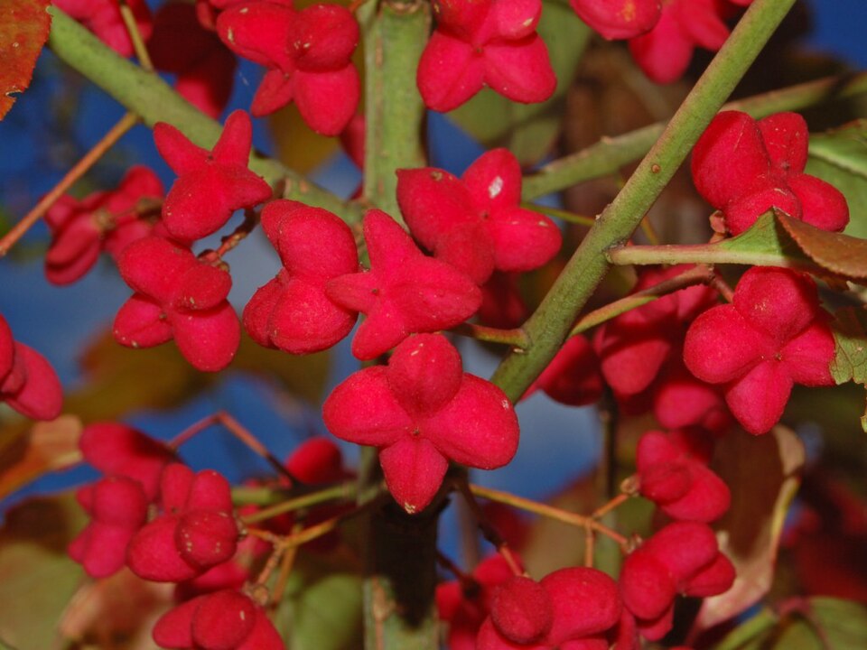 European Spindletree photo 2