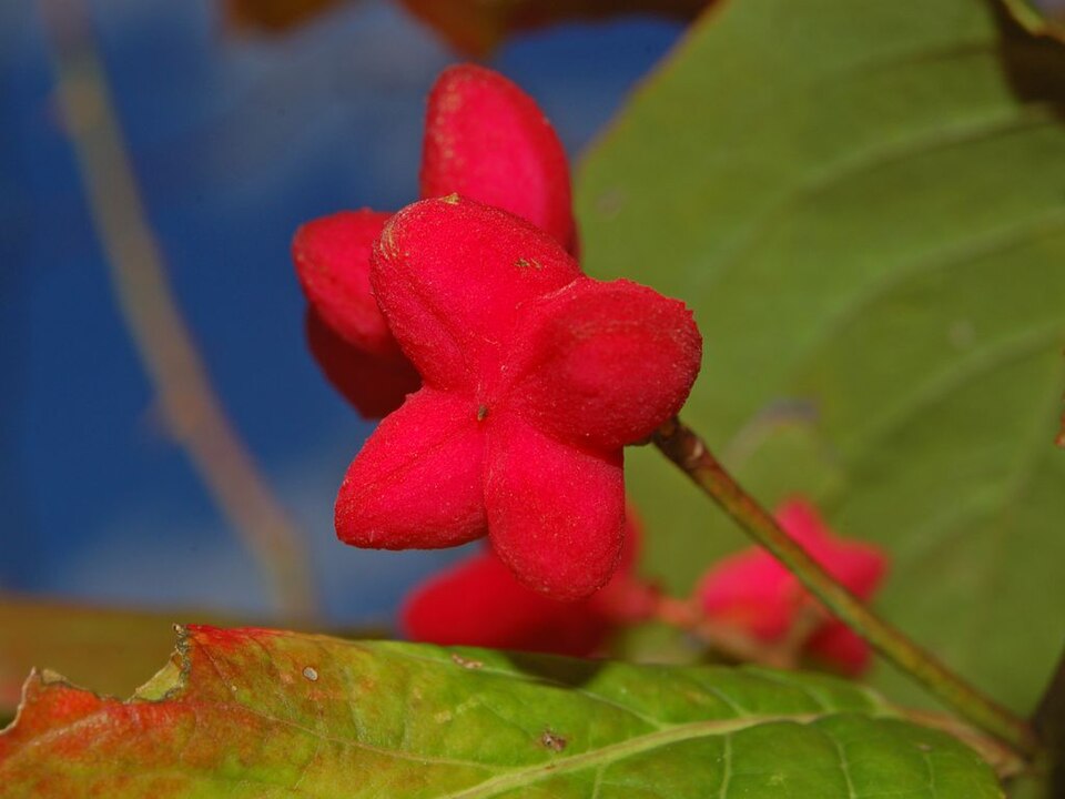 European Spindletree photo 4